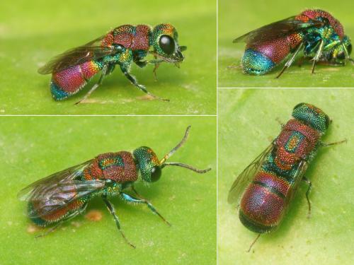 Chrysis pulcherrima